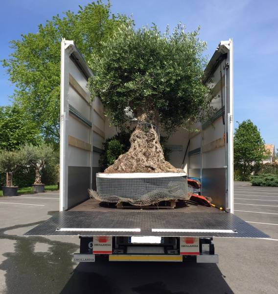 Achat Oliviers centenaires au Bassin d&rsquo;Arcachon dans votre Jardinerie Delbard