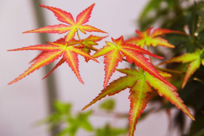 Vente d&rsquo;Erables du Japon, Acer palmatum à Andernos sur le Bassin d&rsquo;Arcachon