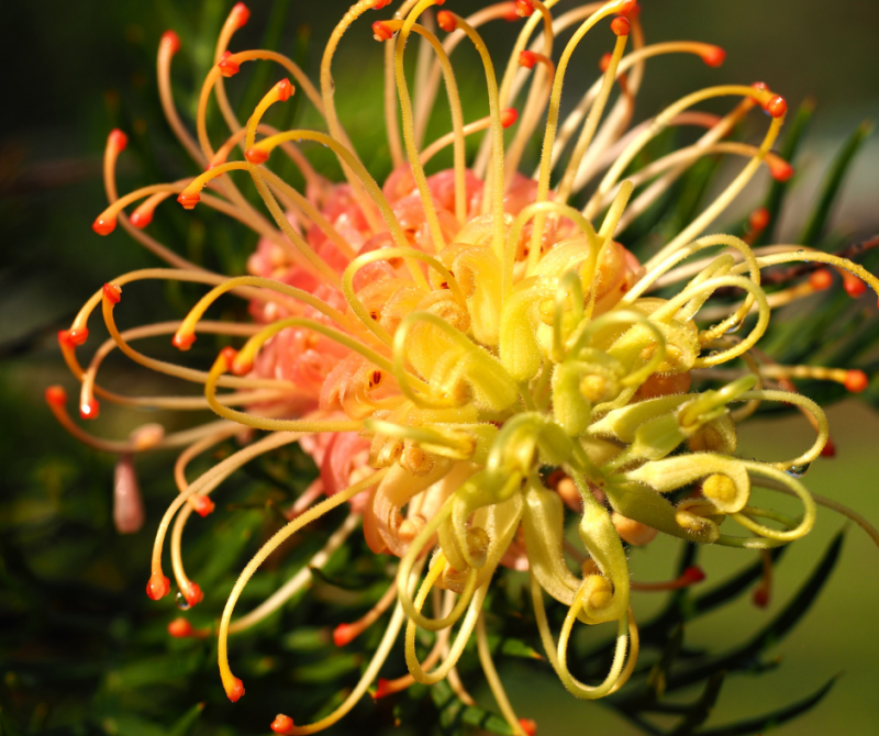 Grevillea: Le Guide Complet pour Cultiver et Apprécier cette Merveille Botanique