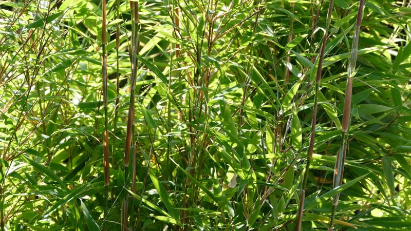 Achat de bambou pour haie résisitant qui embeliront votre jardin à Lacanau et au Porge