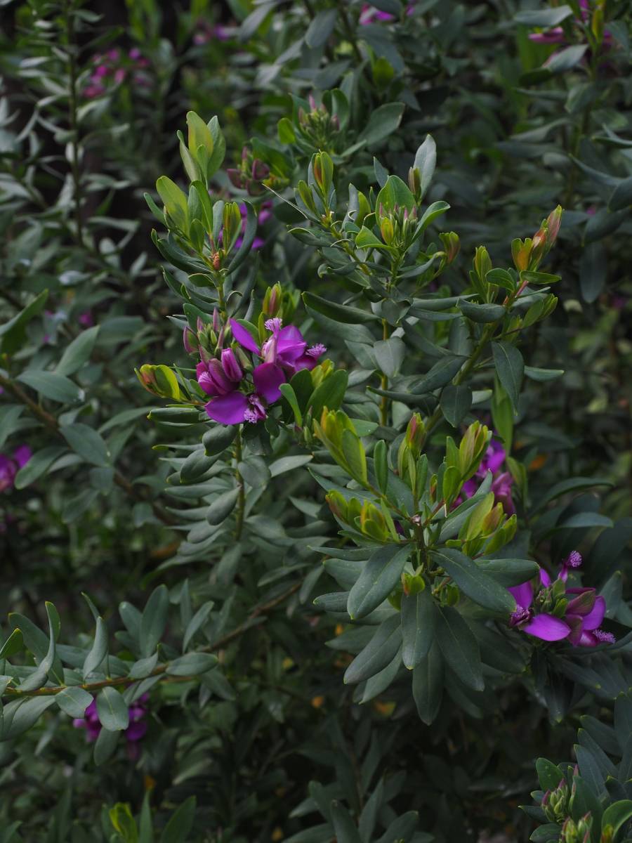 Où acheter un Polygala Myrtifolia proche du Cap Ferret ?