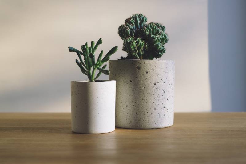 Vente de cactus proche de Lacanau à la Jardinerie Delbard Le Porge !