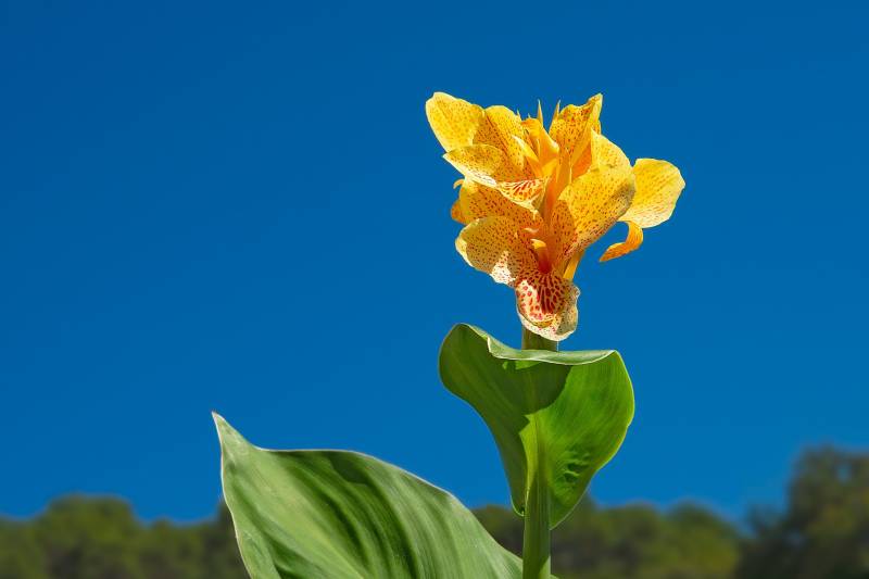 Achat de plantes vivaces façille d&rsquo;entretien qui fleurisse toute l&rsquo;année à proximité d&rsquo;Andernos