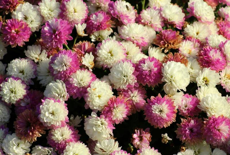Acheter des chrysanthèmes à la Toussaint pour fleurir les tombes au Bassin d&rsquo;Arcachon et à Lacanau