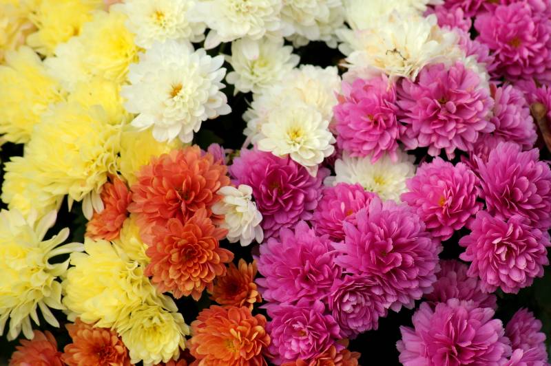 Acheter des chrysanthèmes à la Toussaint pour fleurir les tombes au Bassin d&rsquo;Arcachon et à Lacanau