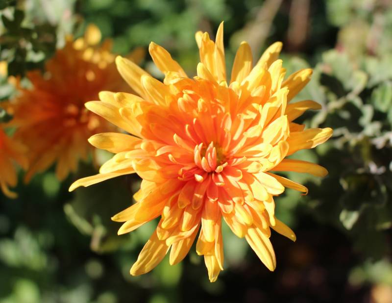 Acheter des chrysanthèmes à la Toussaint pour fleurir les tombes au Bassin d&rsquo;Arcachon et à Lacanau