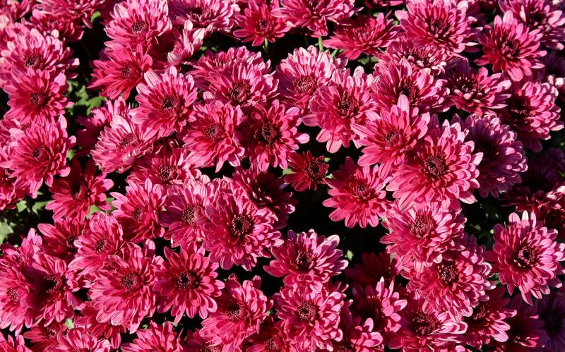 Chrysanthèmes pas chers proche du Bassin d&rsquo;Arcachon et Lacanau