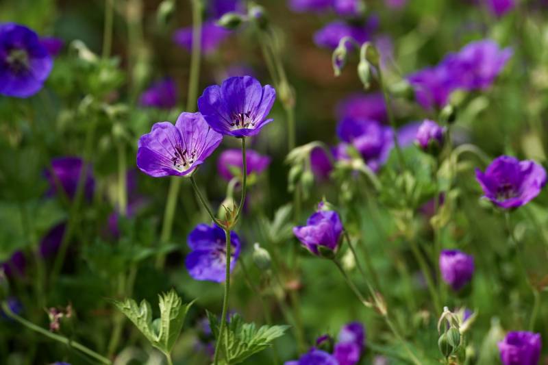 Achat de plantes vivaces façille d&rsquo;entretien qui fleurisse toute l&rsquo;année à proximité d&rsquo;Andernos