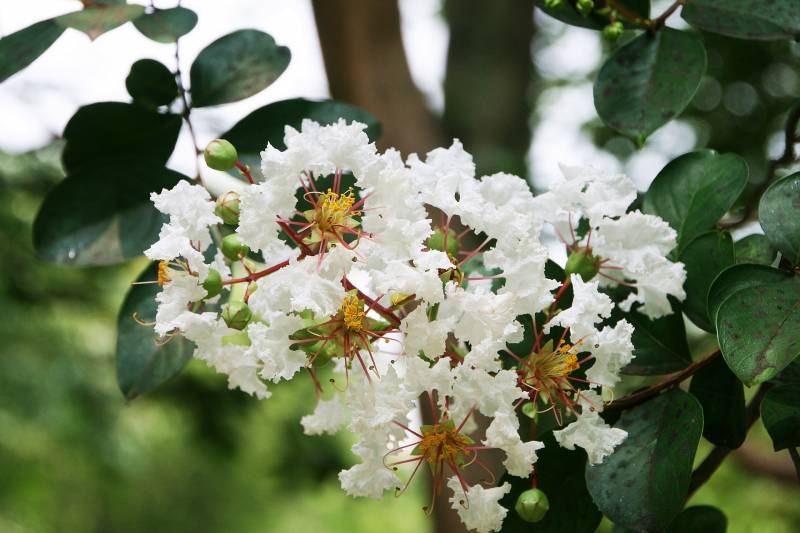Lagerstroemia en vente à la Jardinerie Delbard Le Porge située proche du Bassin d’Arcachon.