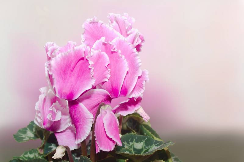 Vente de Cyclamens dans votre jardinerie proche d&rsquo;Andernos