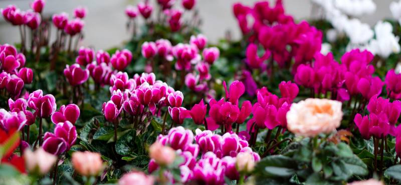 Achat de cyclamen et mini cyclamen en pots pour l&rsquo;extérieur ou l&rsquo;intérieur à Lacanau