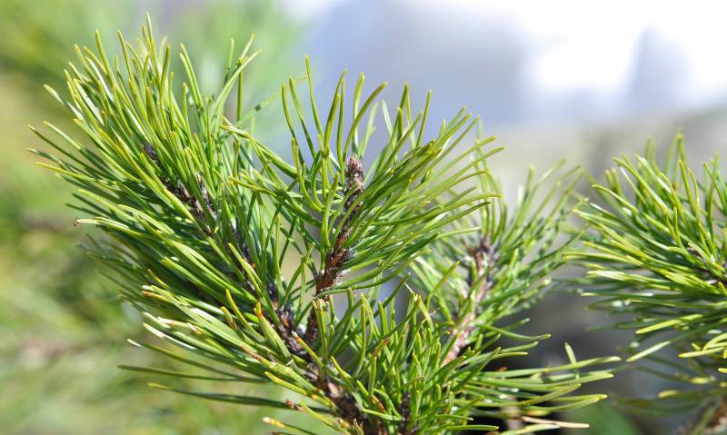 Achat de plantes méditerranéennes au Bassin d&rsquo;Arcachon