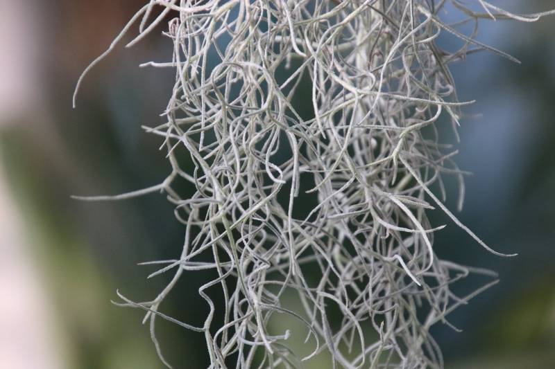 Où trouver des tillandsia ou « fille de l’air » proche du Cap ferret ?
