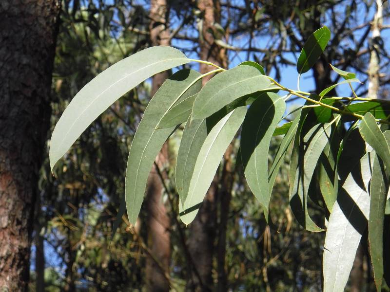 Vente de plante Eucalyptus pas cher à la Jardinerie Delbard près du Cap Ferret