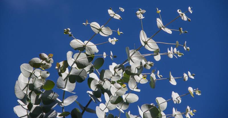 Vente de plante Eucalyptus pas cher à la Jardinerie Delbard près du Cap Ferret
