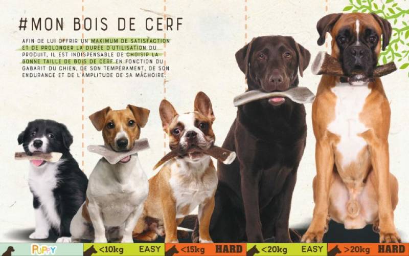 Où trouver des friandises naturelles pour chien sur le bassin d’Arcachon ?