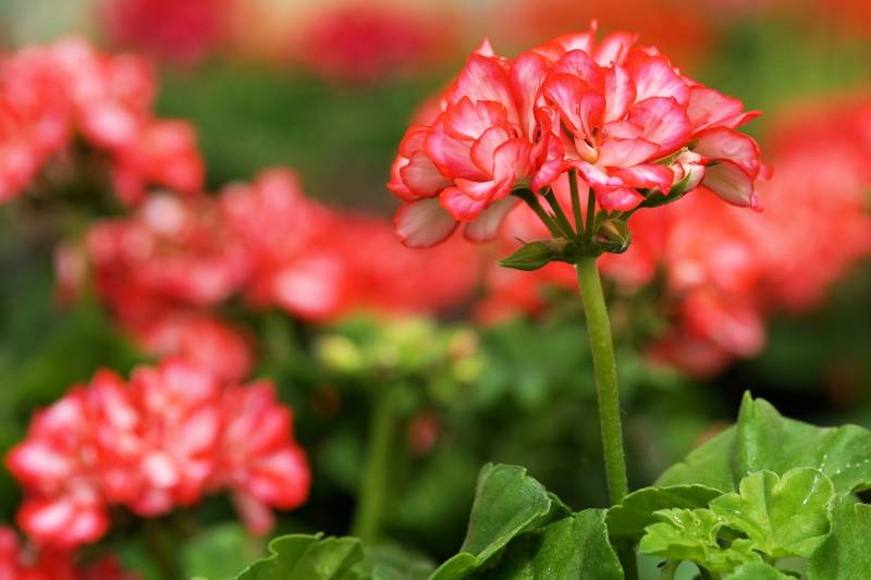 Vente de Géraniums Pélargoniums à Lacanau pour fleurir le jardin en été
