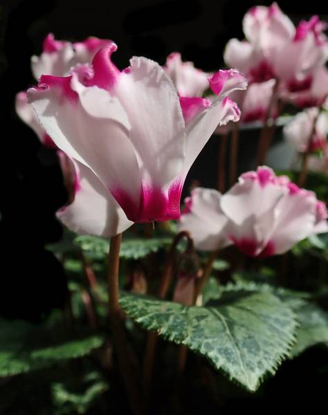 Achat de cyclamen et mini cyclamen en pots pour l&rsquo;extérieur ou l&rsquo;intérieur à Lacanau
