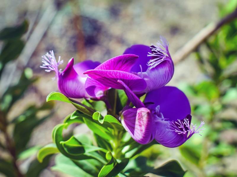Où acheter un Polygala Myrtifolia proche du Cap Ferret ?