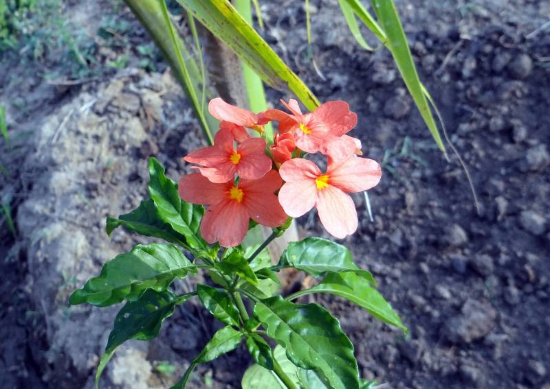 Où trouver des plantes crossandra proche d’Andernos les bains ?