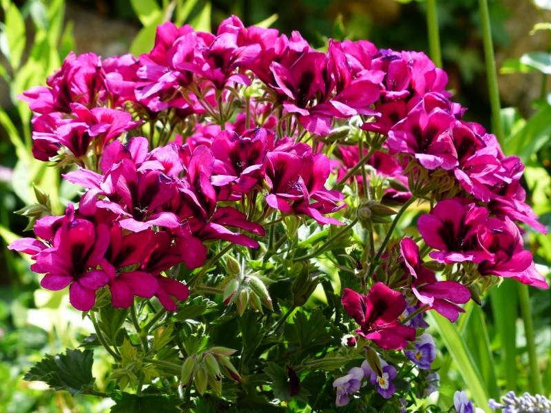 Vente de Géraniums Pélargoniums à Lacanau pour fleurir le jardin en été