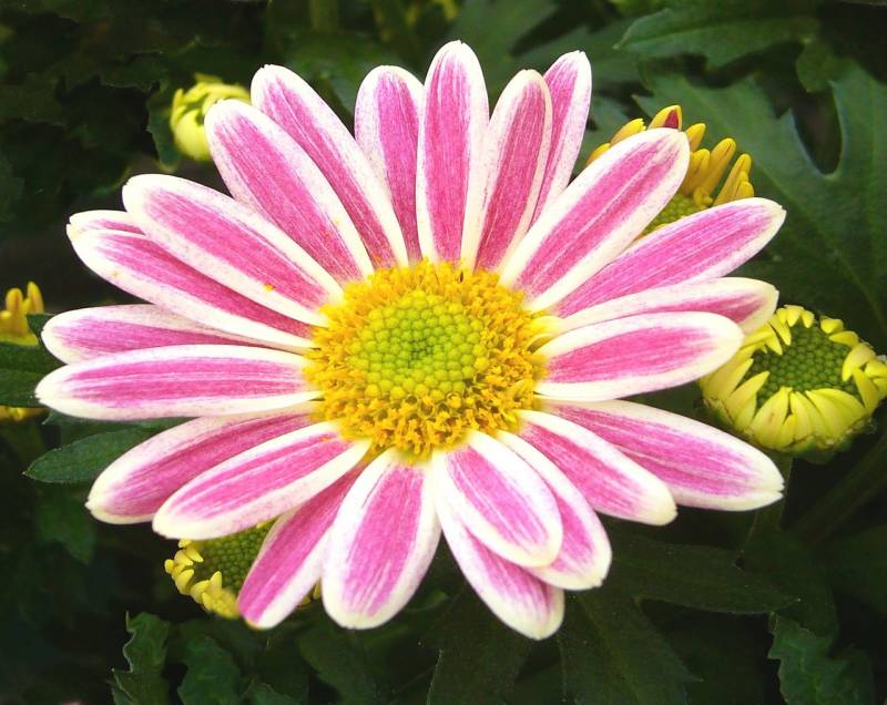 Acheter des chrysanthèmes à la Toussaint pour fleurir les tombes au Bassin d&rsquo;Arcachon et à Lacanau