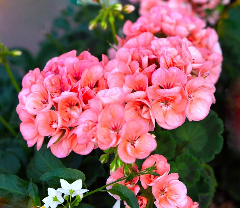 Vente de Géraniums Pélargoniums à Lacanau pour fleurir le jardin en été