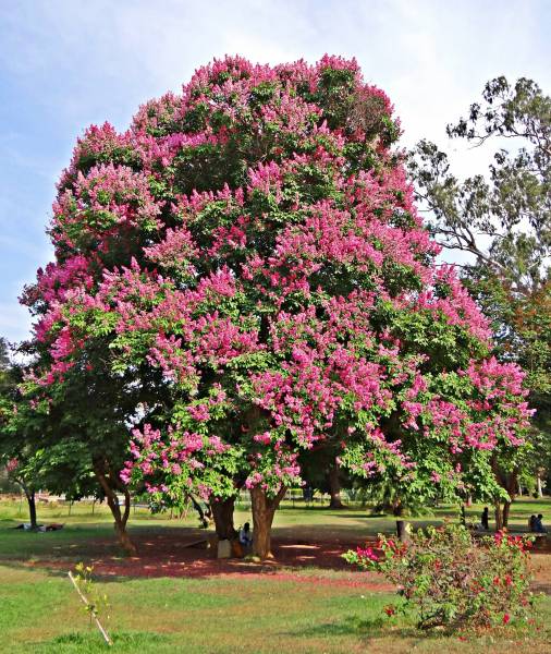 Lagerstroemia en vente à la Jardinerie Delbard Le Porge située proche du Bassin d’Arcachon.