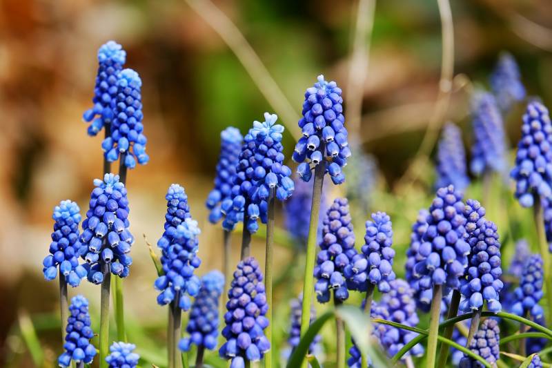 Les bulbes d’automne sont arrivés à la Jardinerie Delbard Le Porge proche du bassin d’Arcachon.