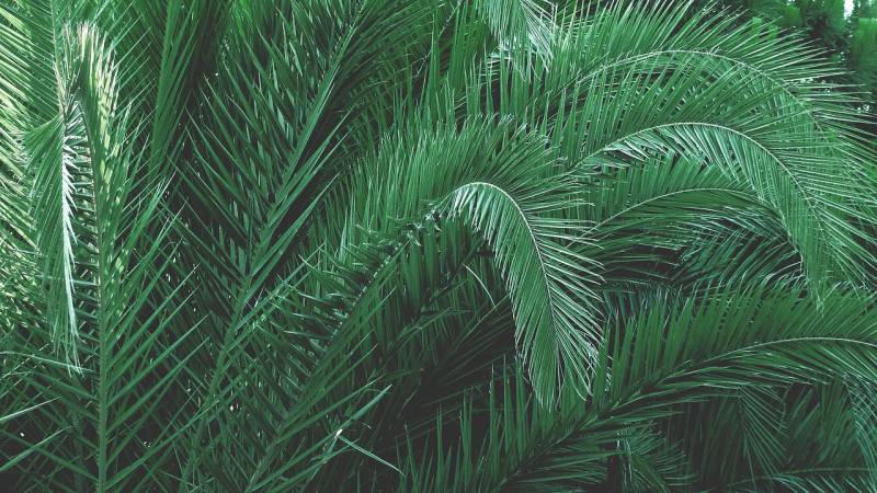 Vente de palmiers, toute les tailles et variété et pour tout budget au Bassin d&rsquo;Arcachon