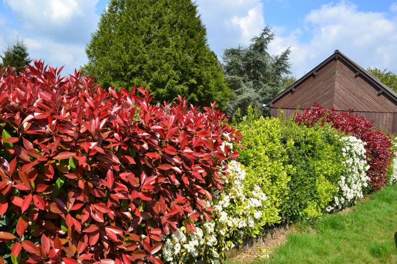 Achat de Photinia red robin pour haie au Bassin d&rsquo;Arcachon