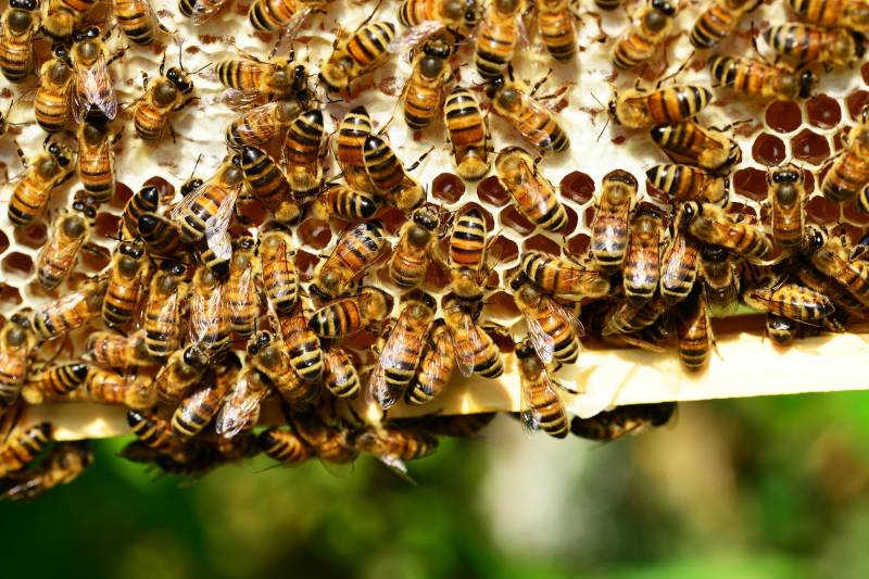 Acheter du matériel d&rsquo;apiculture pour apiculteurs amateurs à Lacanau et au Bassin d&rsquo;Arcachon