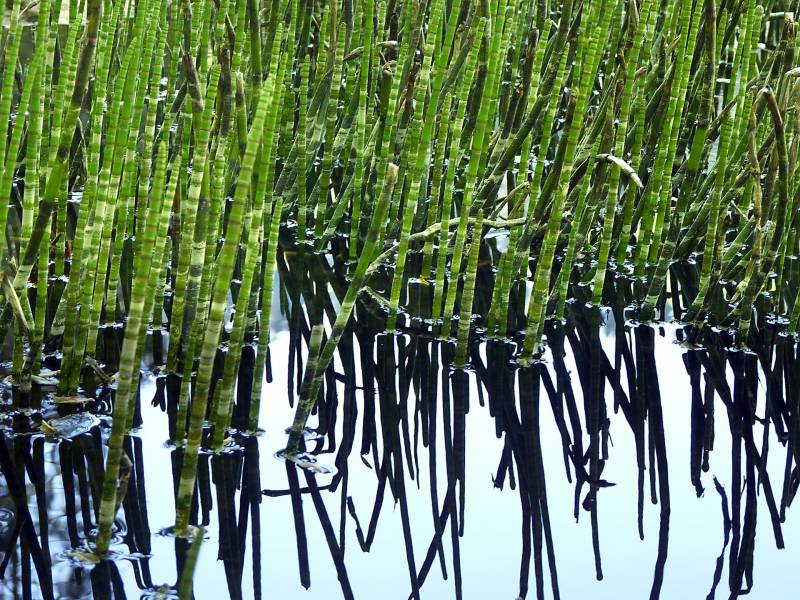 Vente de plantes aquatiques et plantes de bassins à la Jardinerie Gassian Delbard proche du bassin d’Arcachon