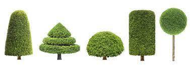 « Élagage d&rsquo;arbres : Découvrez les astuces incontournables, les meilleures périodes et les services experts près du Bassin d&rsquo;Arcachon ! »