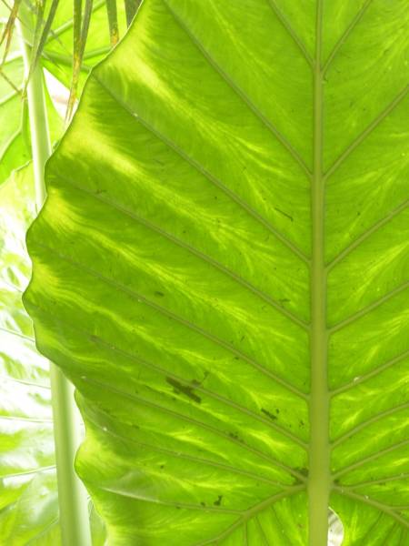 Magnifique plante verte d’intérieur, l’Alocasia est disponibles à la Jardinerie Delbard Le Porge proche d’Andernos les bains.