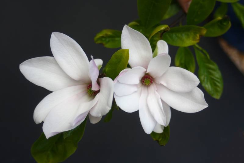Où acheter des arbres appelés Magnolias sur le bassin d’Arcachon ?