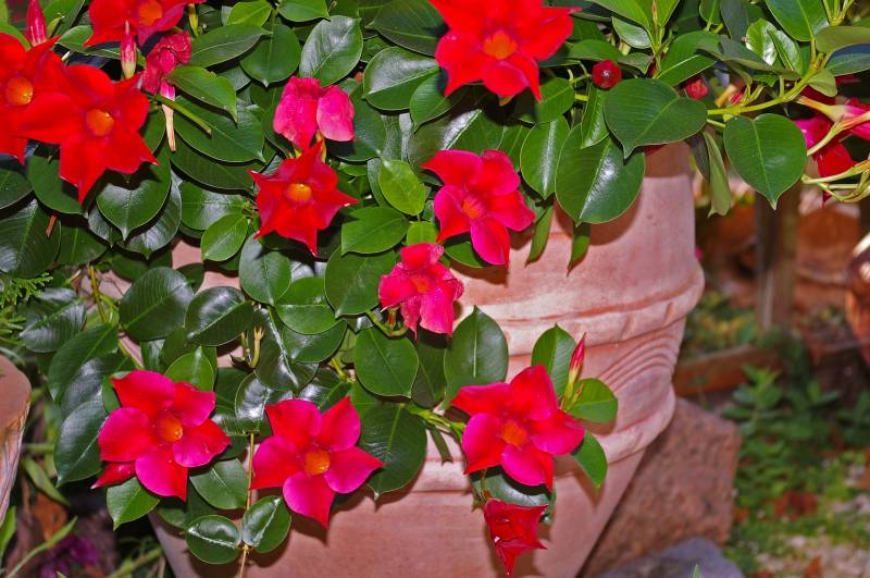 Dipladénia, plante extérieur résistante au soleil à retrouvez à la jardinerie Delbard Le Porge !