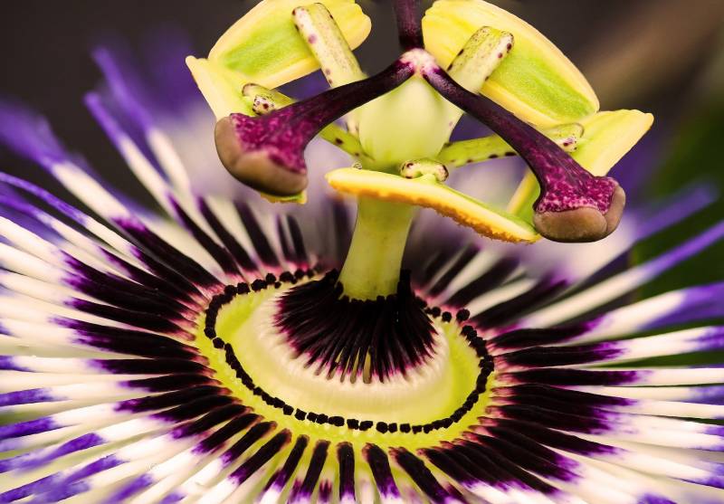 Où trouver de la passiflore, jolie plante grimpante proche du Cap Ferret ?