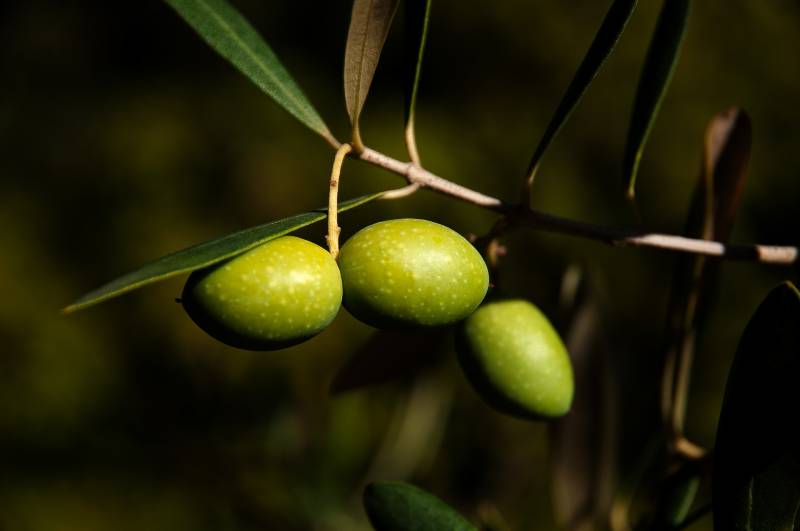 Achat Oliviers centenaires au Bassin d&rsquo;Arcachon dans votre Jardinerie Delbard