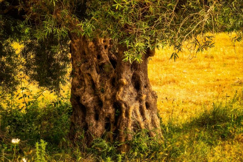 Achat Oliviers centenaires au Bassin d&rsquo;Arcachon dans votre Jardinerie Delbard