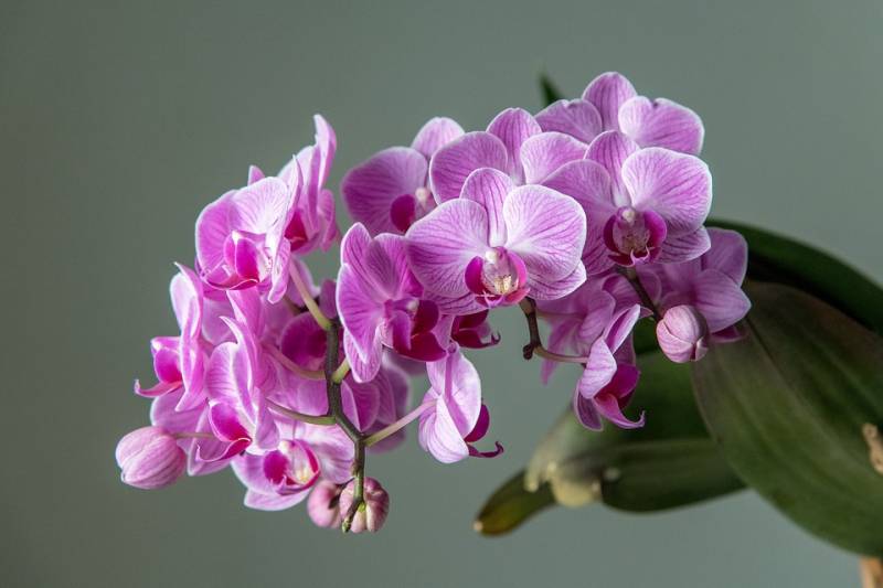 Vente d’Orchidée Phalaénopsis Proche du Bassin d’Arcachon à la Jardinerie Delbard Le Porge