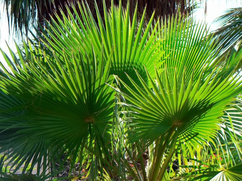 Vente de palmiers, toute les tailles et variété et pour tout budget au Bassin d&rsquo;Arcachon
