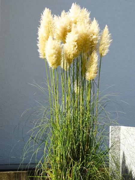 Où trouver des herbes de pampas pour combler son jardin au Cap Ferret ?