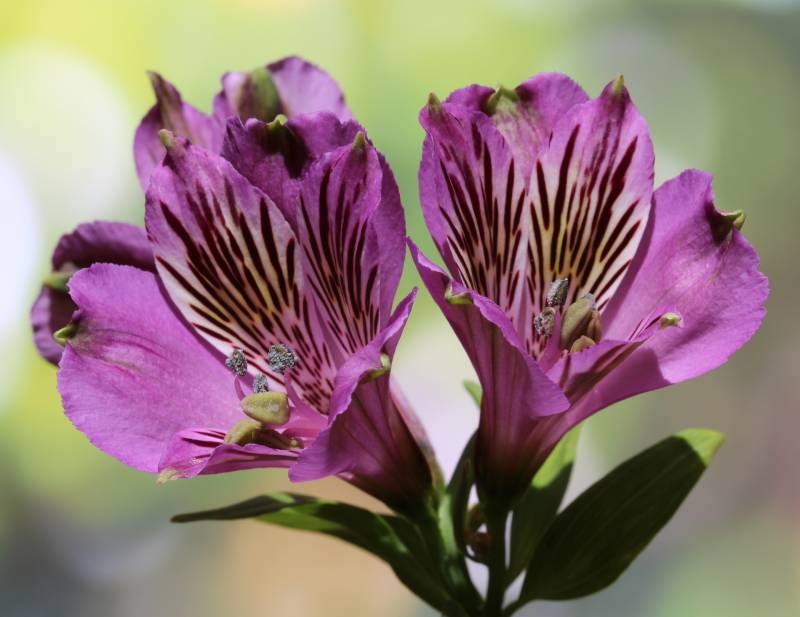 Vente d’alstroemeria à la Jardinerie Delbard Le Porge proche du Bassin d’Arcachon.