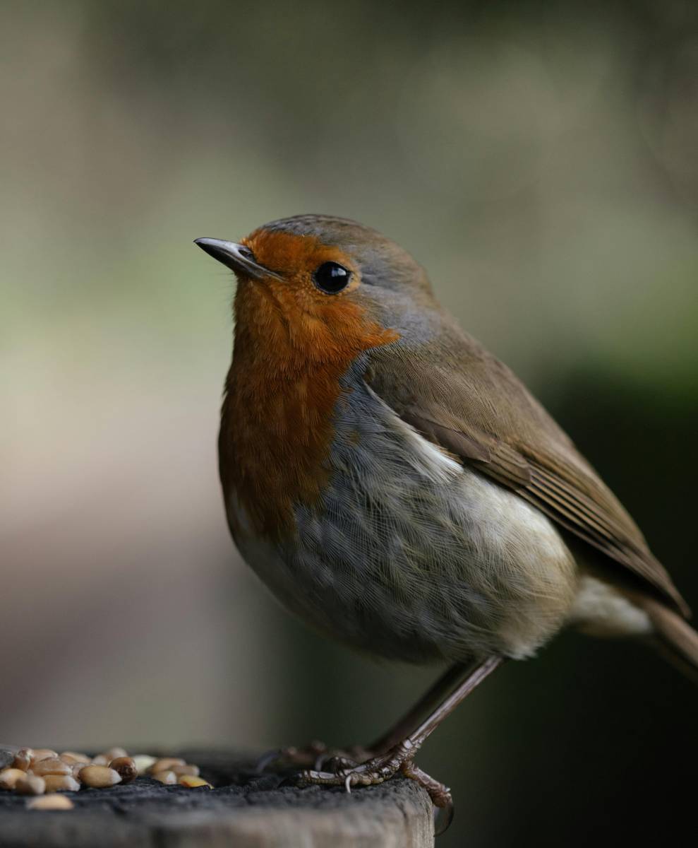 Nourrir les oiseaux du jardin : les bons gestes à adopter cet hiver