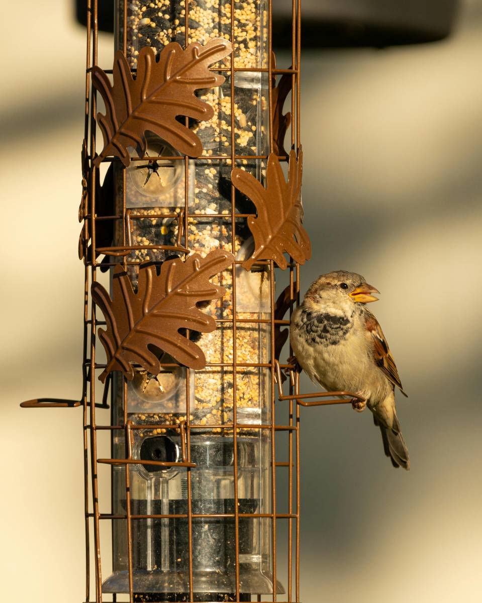 Où trouver des mangeoires pour les oiseaux du jardin proche d’Andernos les bains ?