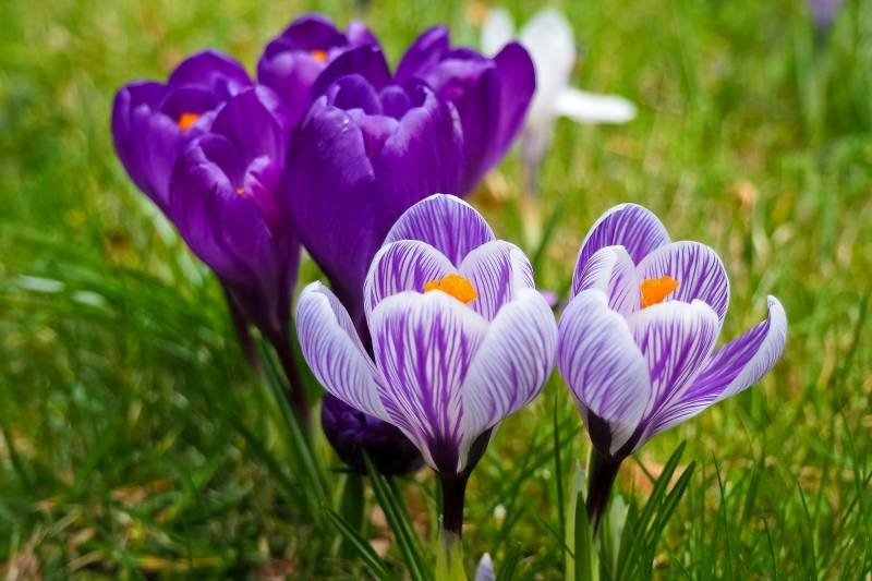 Bulbes à floraison printanière : les variétés idéales pour Le Porge et Lacanau