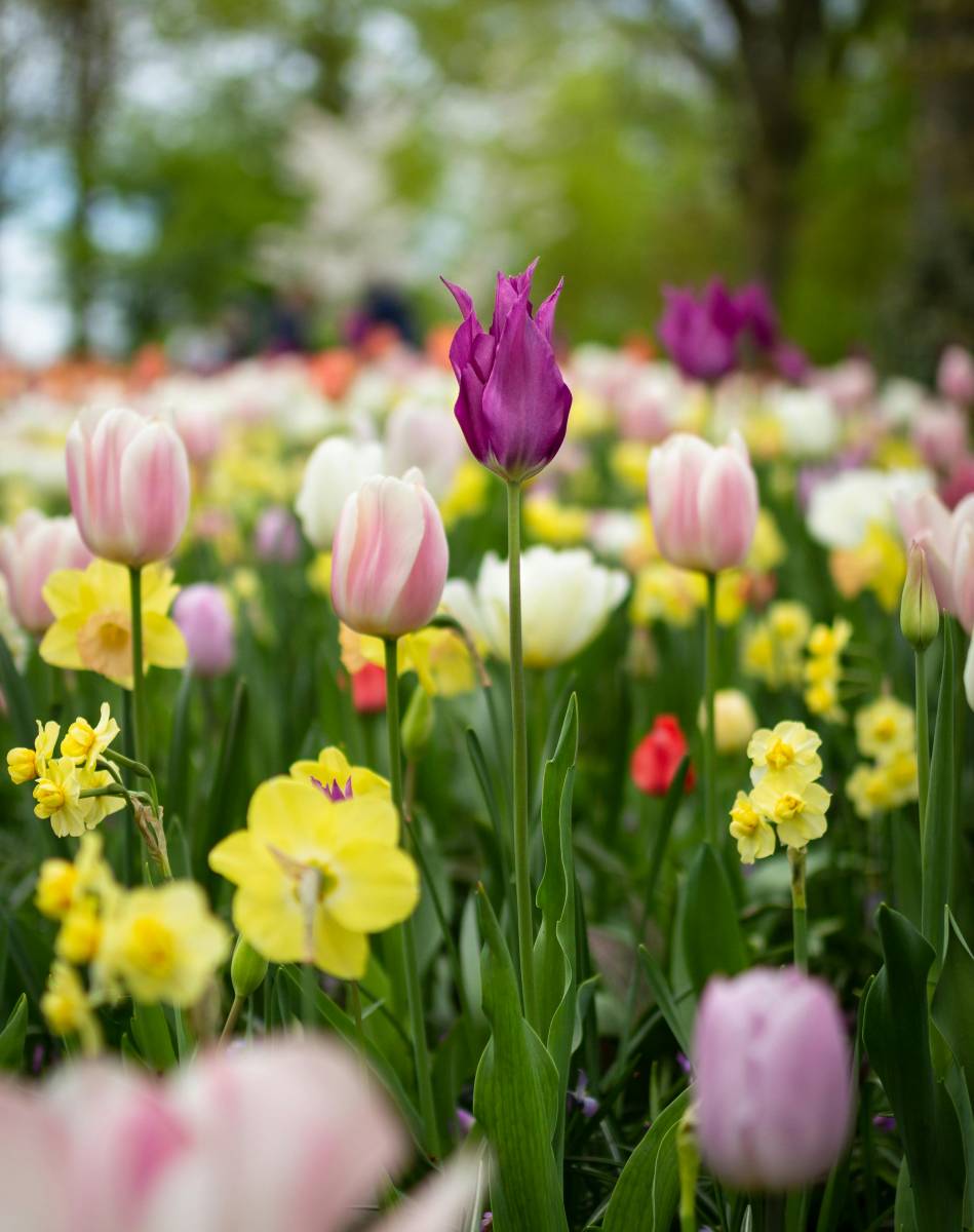 Bulbes à floraison printanière : les variétés idéales pour Le Porge et Lacanau