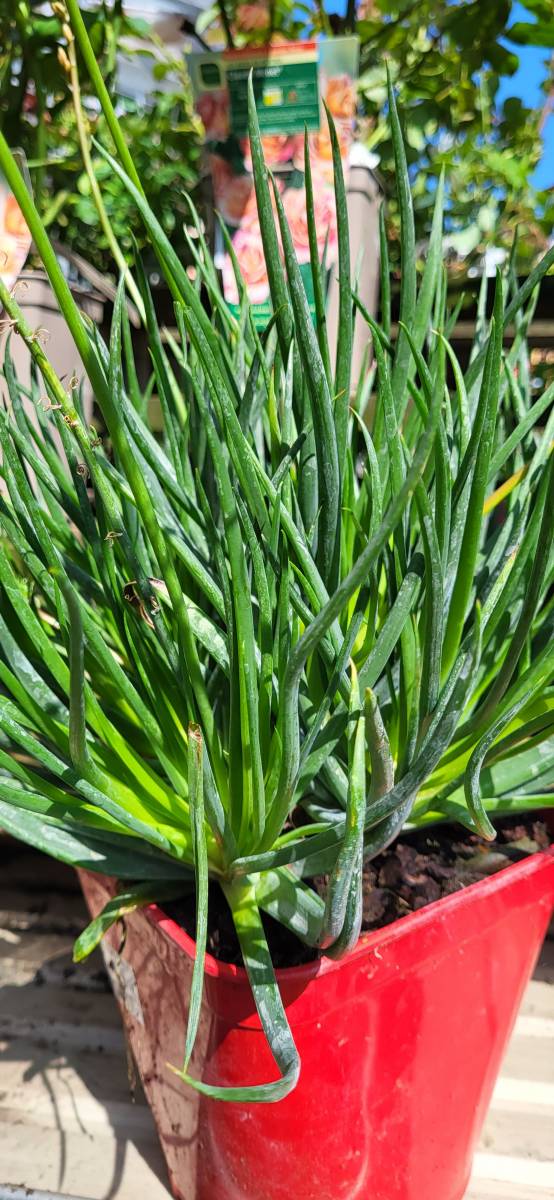 La Bulbine : une plante polyvalente et coloré pour votre jardin