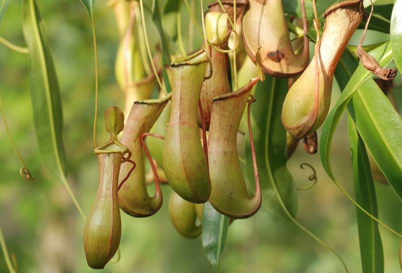 Vente de plantes carnivores à la Jardinerie Delbard Le Porge située non loin de Lacanau.
